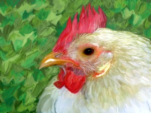 chicken10