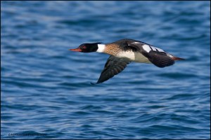 red-breasted-merganser-male-flying_3262