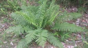 Giant Mississippi Fern