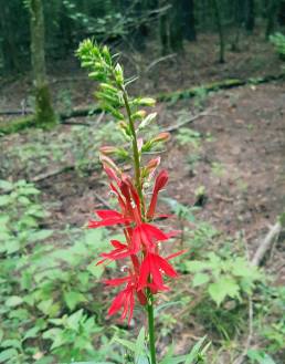 Vivid Red Wildflower